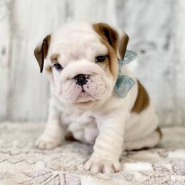 Bulldog Puppies from Fields’ Folly