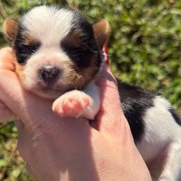 Little Otis AKC - Parti male Yorkshire Terrier puppy in Hope, Indiana from DJ Yorkies