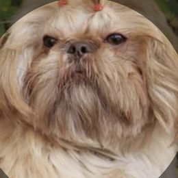 Roscoe - Shih Tzu