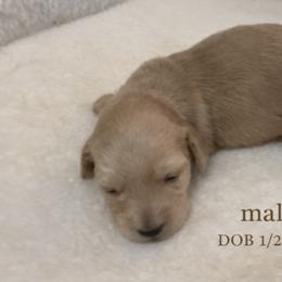 Dachshund Puppies from Sugarfoot Dachshunds
