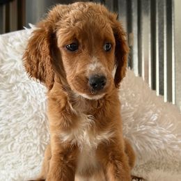 Female 2 - Apricot female Goldendoodle puppy in Haleyville, Alabama from Susan’s Prefurred Doodles