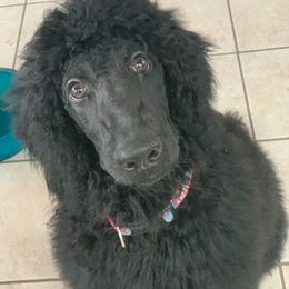 Goldendoodle, Golden Retriever, and Poodle Puppies from Miya's Designer Pups