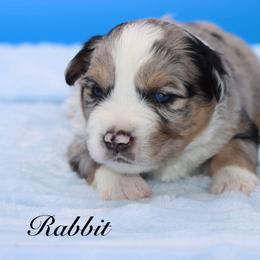 Rabbit - Blue merle male Miniature Australian Shepherd puppy in Weeki Wachee, Florida from Arlington's Mini Aussies