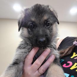 White - Black and red male German Shepherd puppy in Coatesville, Pennsylvania from Jessica's German Shepherds