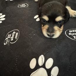 Maize - Black and cream female Dachshund puppy in Queen Creek, Arizona from DdogZ Miniature Dachshunds