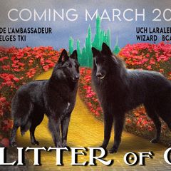 Belgian Sheepdog puppies from Ozma Belgians