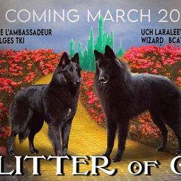 Belgian Sheepdog puppies from Ozma Belgians