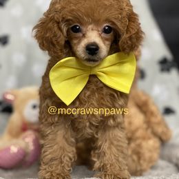 Cavapoo, Maltipoo, and Poodle Puppies from McCraws N Paws