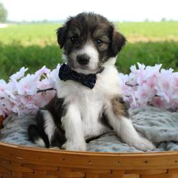 Shadow - Sable male Bordoodle puppy in Ashland, Ohio from Cherry Blossom Doodles