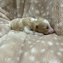 Goldendoodle Puppies from Sugar Doodles