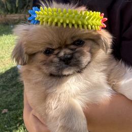 Hank Wiggliams - Fawn sable male Pekingese puppy in Grass Valley, California from Northridge Pekingese