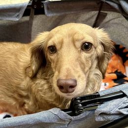 Dachshunds from Two D Doxies