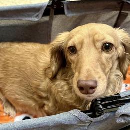 Dachshunds from Two D Doxies