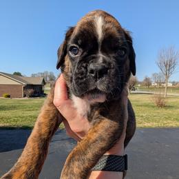 Bodi - Brindle male Boxer puppy in Campbellsville, Kentucky from Bellbox German Boxers