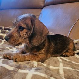 Ruby - Sable female Dachshund puppy in Phoenix, Arizona from Arizona Desert Gold Dachshunds