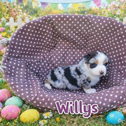 Willys - Blue merle male Miniature Australian Shepherd puppy in Orrtanna, Pennsylvania from Mountain Top Shepherd's