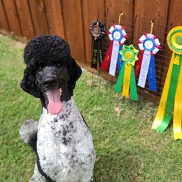 Poodles from Darkside Poodles