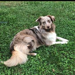 Jersey - Miniature Australian Shepherd
