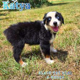 Katya - Black tri-color female Australian Shepherd puppy in Abilene, Texas from S&K Aussies N' Rotties
