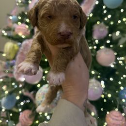 Orange collar - Black male Goldendoodle puppy in Homer, Georgia from Creekside Kennels