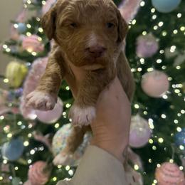 Orange collar - Black male Goldendoodle puppy in Homer, Georgia from Creekside Kennels