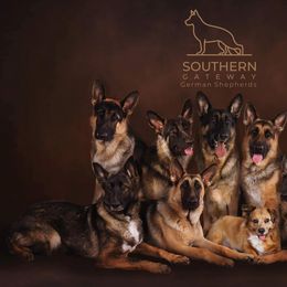 German Shepherd All Grown Up from John Moyle