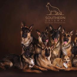 German Shepherd All Grown Up from John Moyle