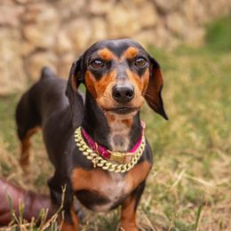 Dachshunds from Duchess Daphne's Doxie Empire