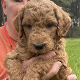 Boy 3 - Goldendoodle puppy in Plantersville, Texas from PA Farm
