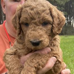Boy 3 - Goldendoodle puppy in Plantersville, Texas from PA Farm