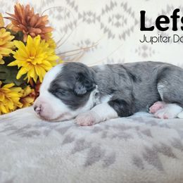Lefse - Blue merle male Aussiedoodle puppy in Lake Bronson, Minnesota from Jupiter Doodles