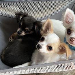 Chihuahuas from Pensacola Chi Garden