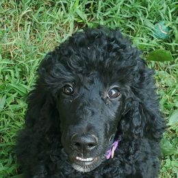 Poodle Puppies from Angel's Star Poodles