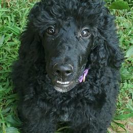 Poodle Puppies from Angel's Star Poodles