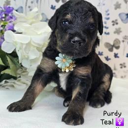 Teal - Phantom female Goldendoodle puppy in Rockledge, Florida from Stormie's Doodles