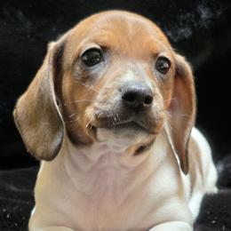 Baby Girl  2- Calico - Piebald female Dachshund puppy in Salem, Oregon from Long'd Fore Dachshunds