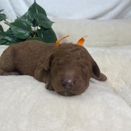 Goldendoodle Puppies from BlueCopper Doodles