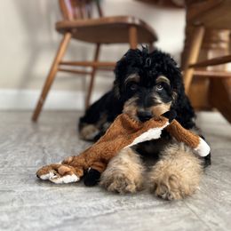 Bernedoodle and Poodle Puppies from Doggy Darlins