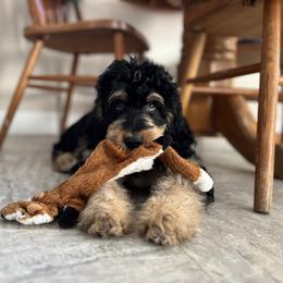 Bernedoodle and Poodle Puppies from Doggy Darlins