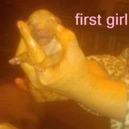 Poodle Puppies from Marilyn's Standard Poodles