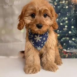 Masyn - Apricot male Cavapoo puppy in Pocasset, Massachusetts from Mini Goldendoodles of Cape Cod