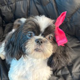 Waffles - Shih Tzu