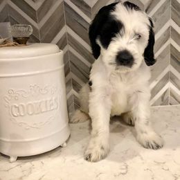 Australian Labradoodle Puppies from Love My Labradoodles