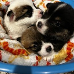 Pembroke Welsh Corgi Puppies from Kern River Corgis