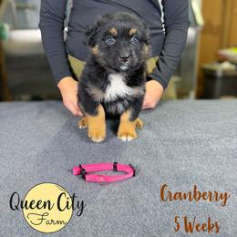 Cranberry (pink) - Black tri-color female Australian Shepherd puppy in Falmouth, Kentucky from Queen City Farm