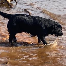 Blue - Labrador Retriever