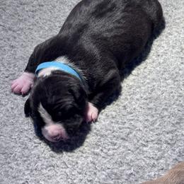 Turquoise blue collar - Black male American Staffordshire Terrier puppy in Cloverdale, Indiana from Woodshire American Staffordshire Terrier’s
