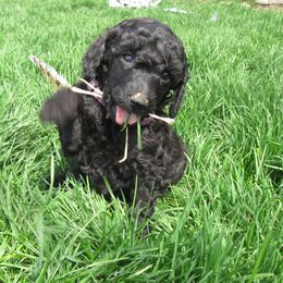 Poodle Puppies from Big Sky Poodles