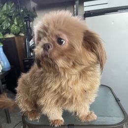 Cash - Shih Tzu