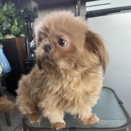 Cash - Shih Tzu